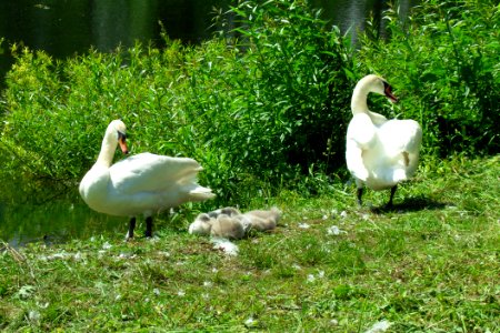Gdańsk Żabianka Łabędzie nad Potokiem Oliwskim