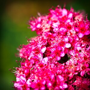 Spring spring flower pink
