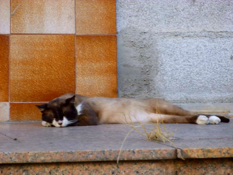 Gato en Tui (2015)
