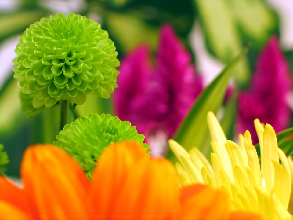 Blooming blooms blossoms