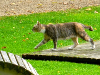 Gato en A Coruña (2015) 01 photo