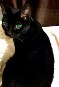 Gato negro posando