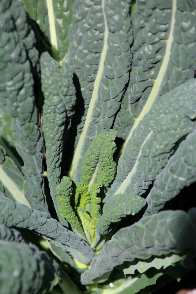 Leaf wavy green