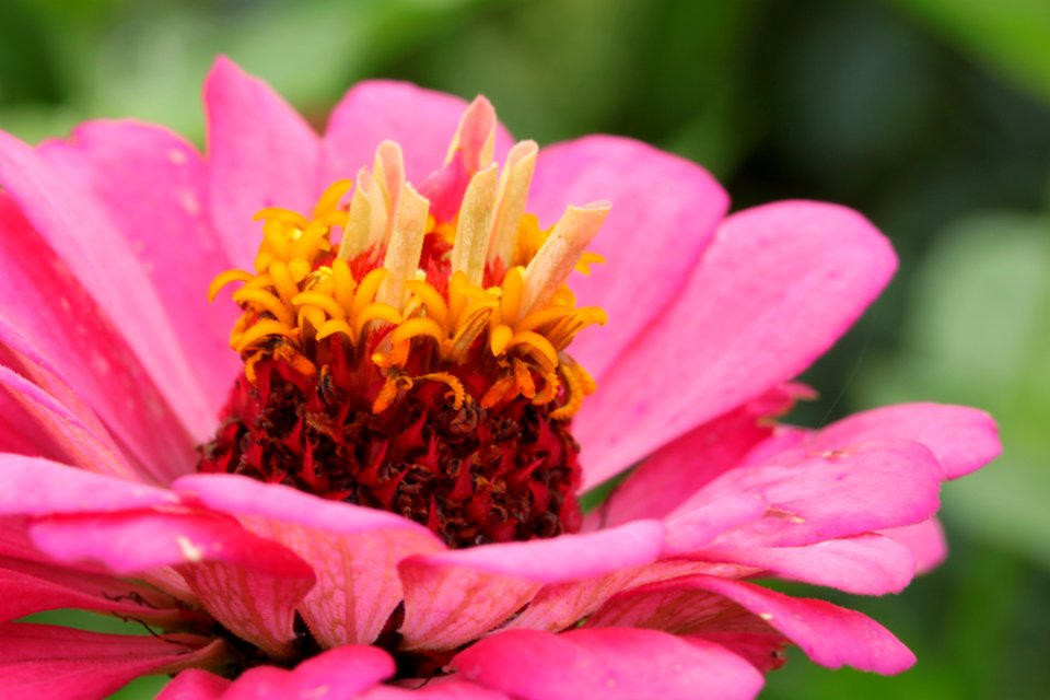 Gartenpflanzen 2012-09-01-0285