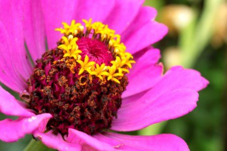 Gartenpflanzen 2012-09-01-0278