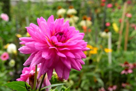 Gartenpflanzen 2012-09-01-0247