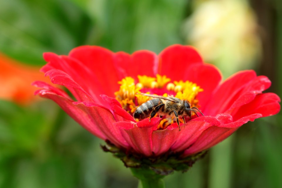 Gartenpflanzen 2012-09-01-0271