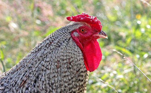 Cockscomb pride male fowl