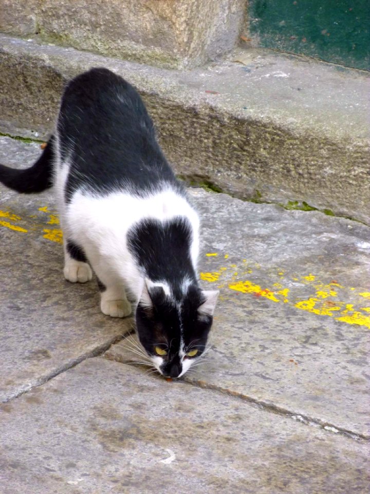 Gato en A Coruña (2015) 04