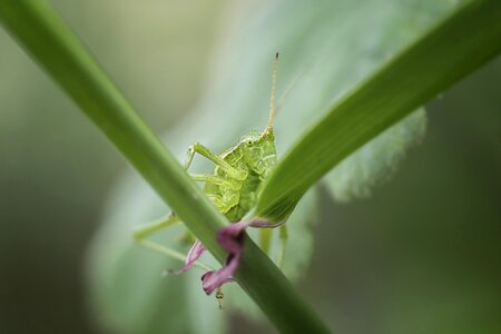 Insects grasshopper green