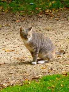 Gato en A Coruña (2015) 02 photo