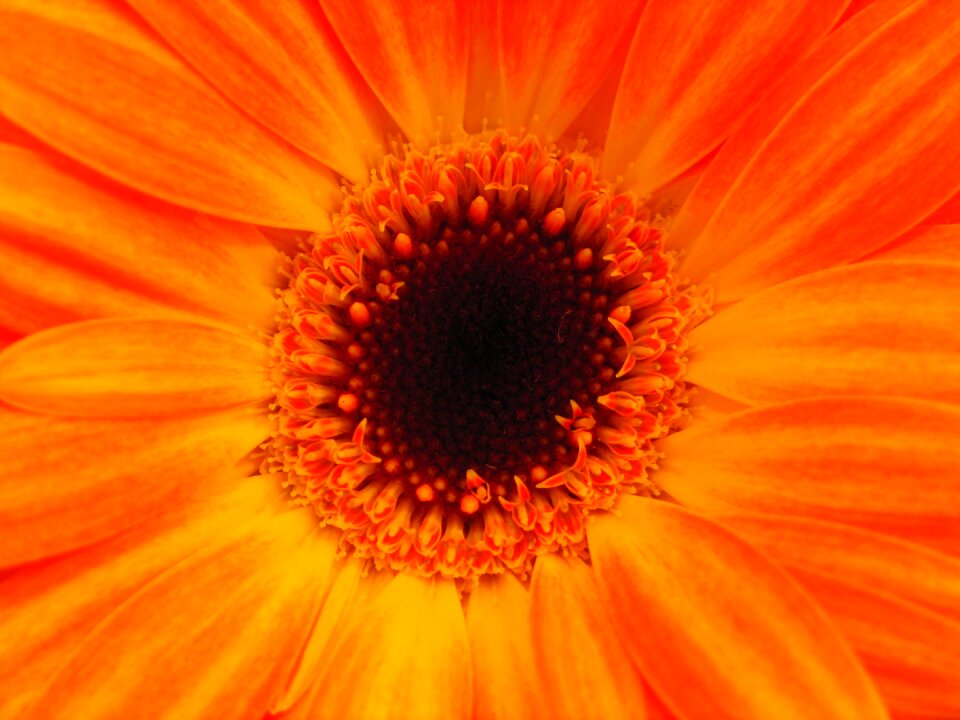 Blooming blooms blossoms