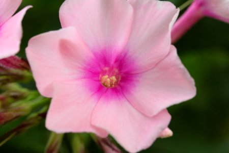 Gartenpflanzen 2012-09-01-0311
