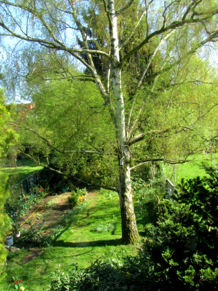 Garten Frühling 2018 HDR by DaB