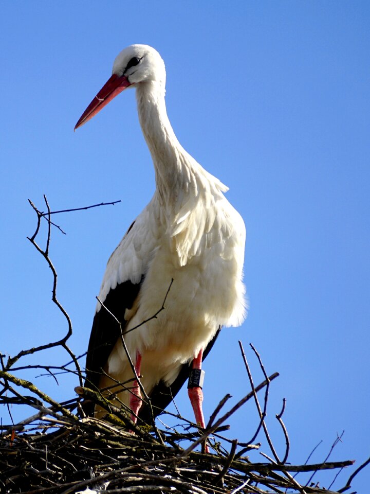 Storchennest rattle stork adebar photo