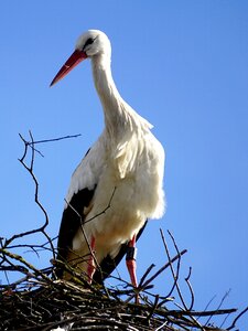 Storchennest rattle stork adebar photo