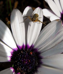 Flower spider detail