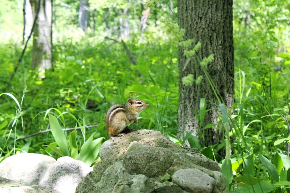 Animal wildlife woodland