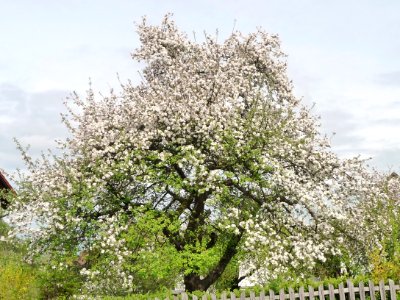 Garten-Apfel Passau