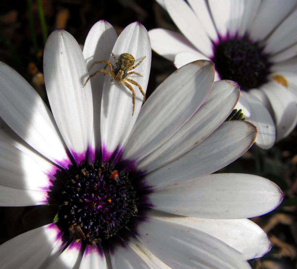 Flower spider detail
