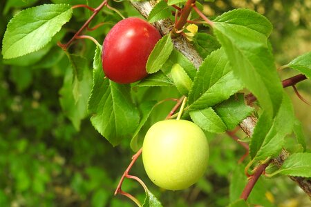 Branch fruit immature