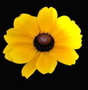 Yellow summer black background