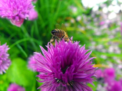 Bee pollination detail photo