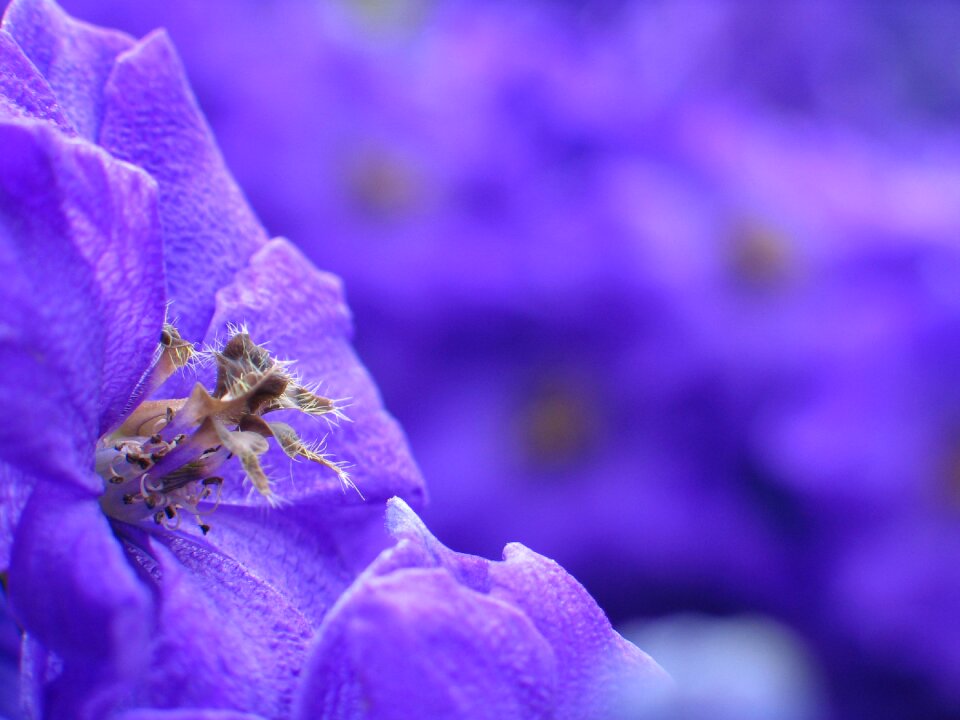 Blooming blooms blossoms