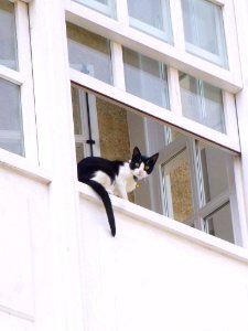 Gato en A Coruña (2015) 03