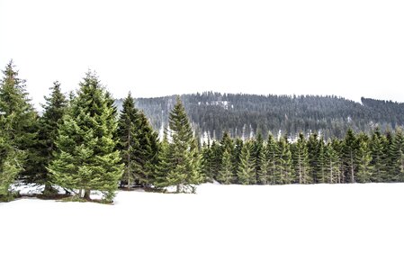 Cold tree pine