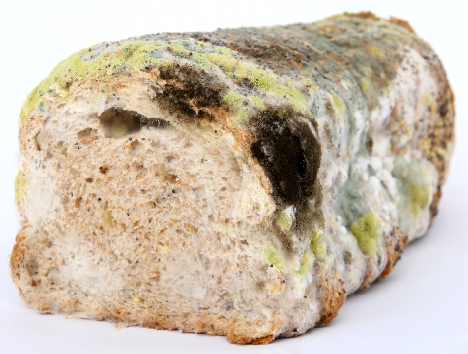 Biology bread breakfast
