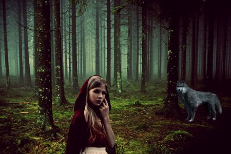 Wolf animal forest