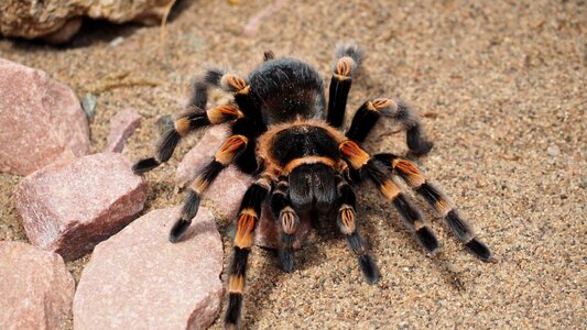 Hairy nature species