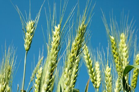 Cereal grain farming photo