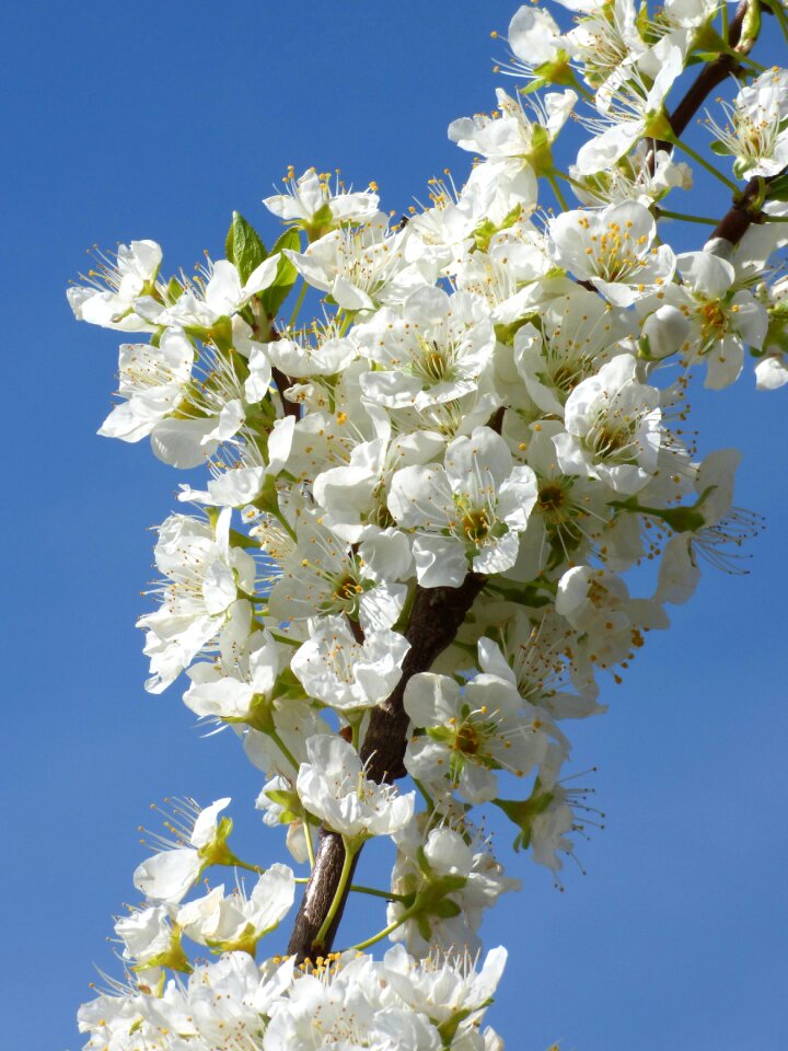 Plum blossom florir spring