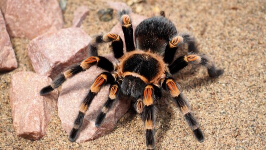 Hairy nature species