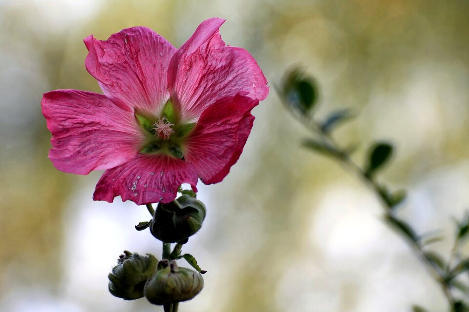 Bloom bud hollyhock flower