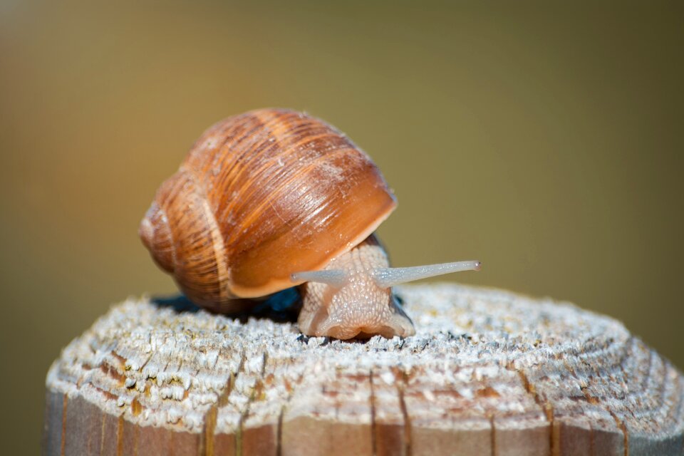 Nature animal slowly