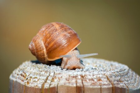 Nature animal slowly
