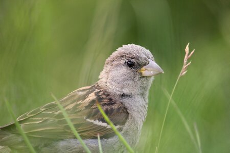 Bird close up sparrows photo