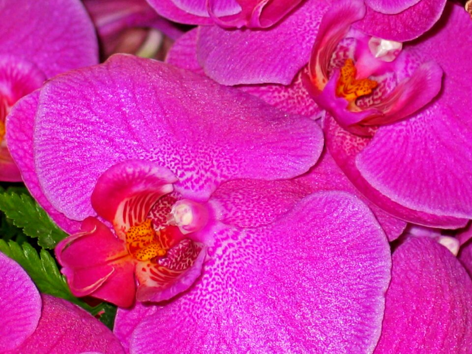 Purple nature plant