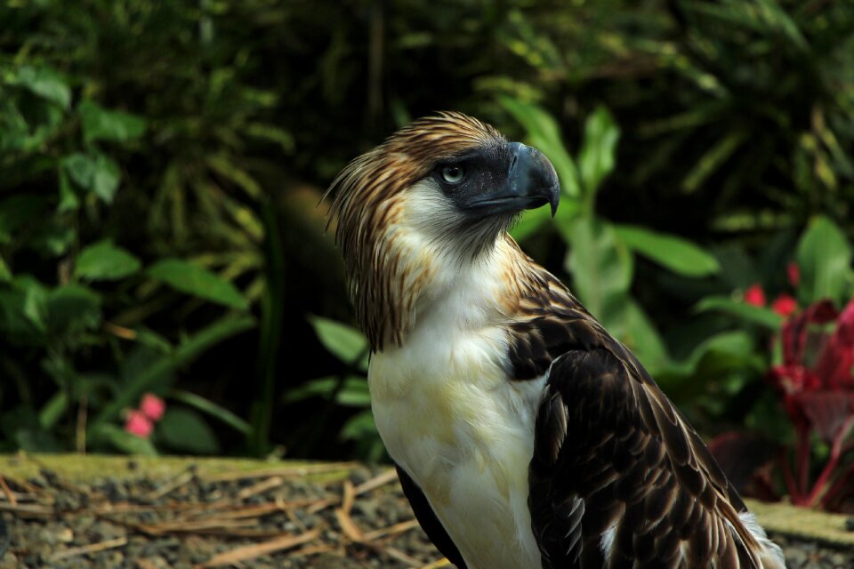Bald eagle bald eagles davao eagle