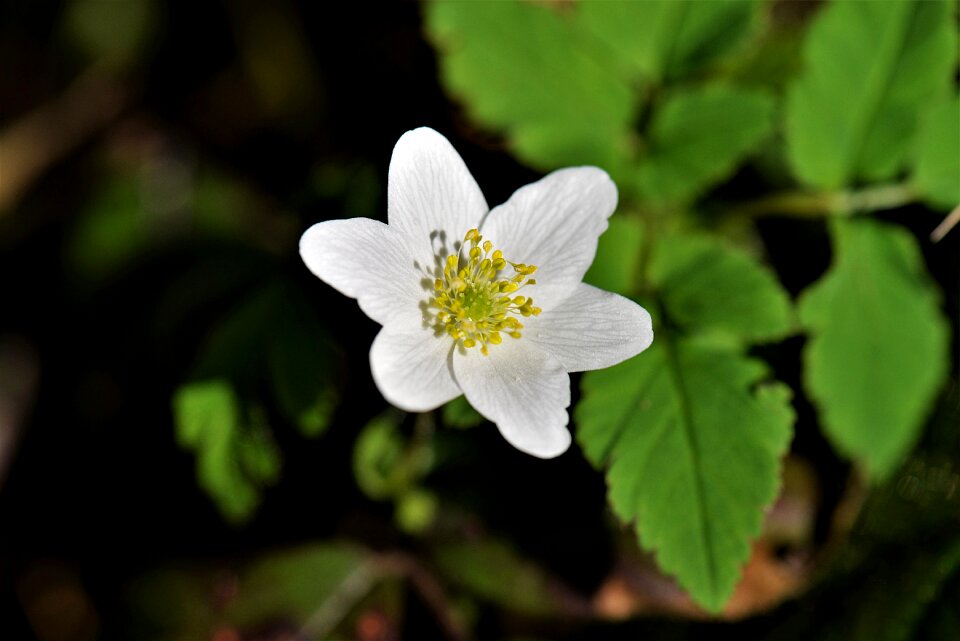 White spring wild flower