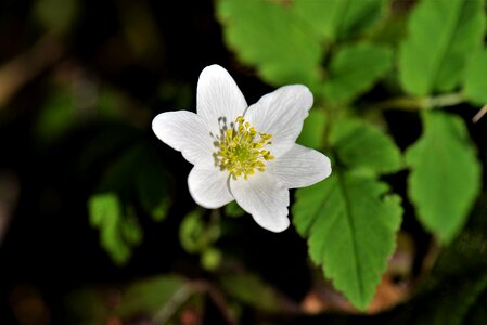 White spring wild flower photo