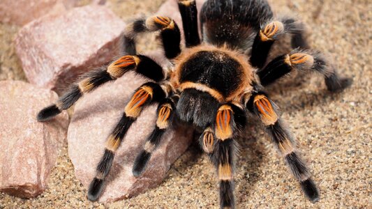 Hairy nature species