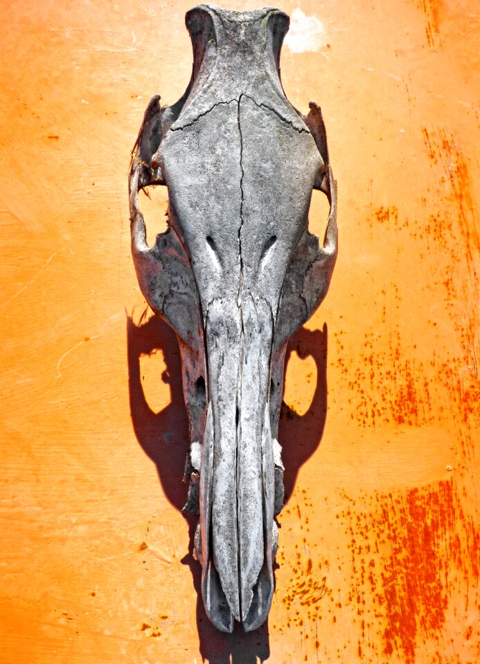 Skull goat sinister