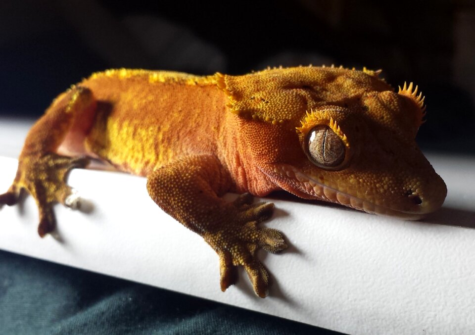 Orange lizard reptile