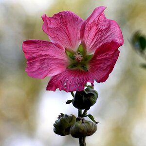 Bloom bud hollyhock flower