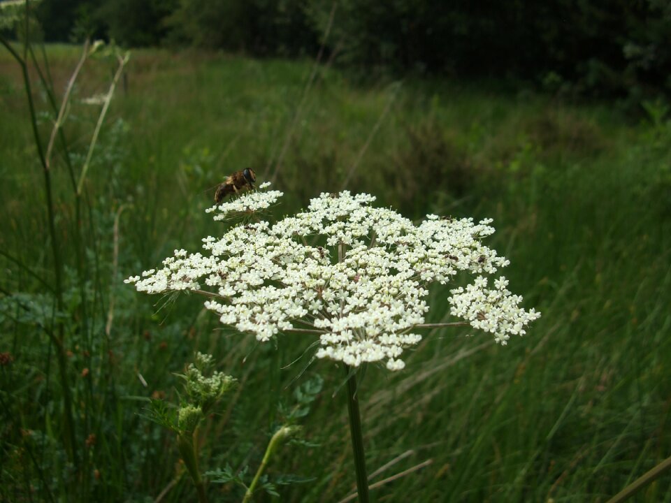 Nature yarrow achillea millefolium