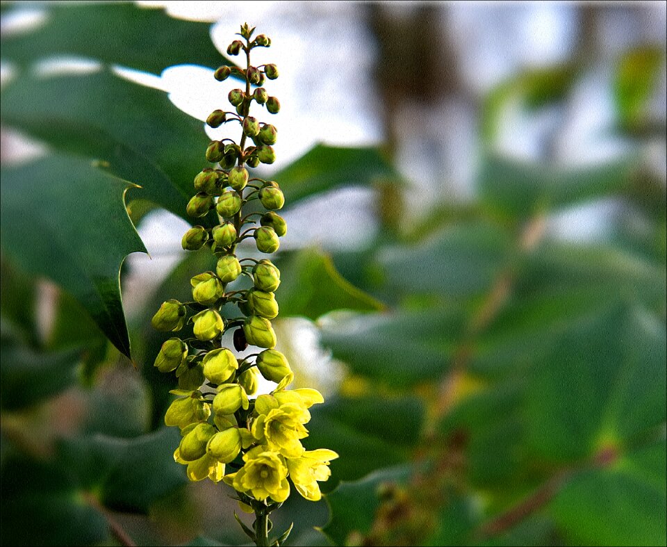 Spring flowers yellow flower